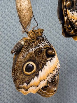 Giant Owl Butterflies