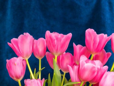 Smooth Tulips