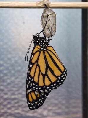 Monarch newborn