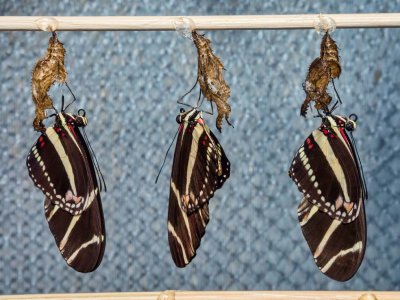 Zebra Longwing's just emerged