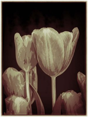 Graphic Dreams Tulips