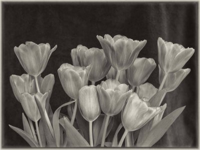 Platinum Tulips 3