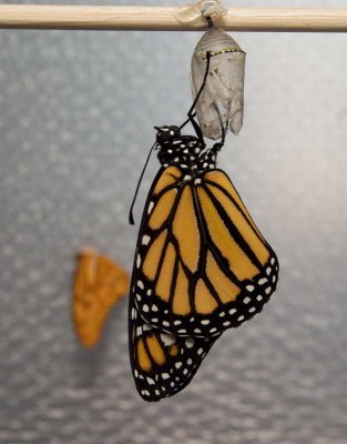 Newborn Monarch + Dryas Julia
