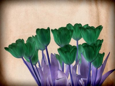 Color Negative Tulips