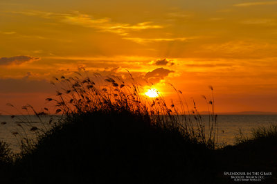 Splendor in the Grass L1026928.jpg