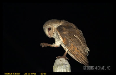 Barn Owl