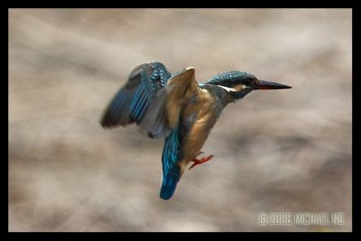 Common Kingfisher