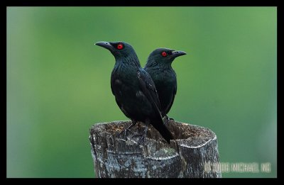 Asian Glossy Starlings