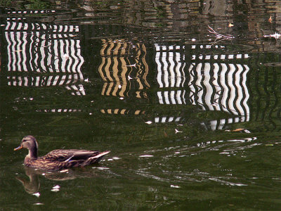 just a duck 24-08-2006