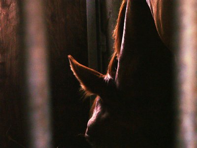 horse farm 26-08-2006