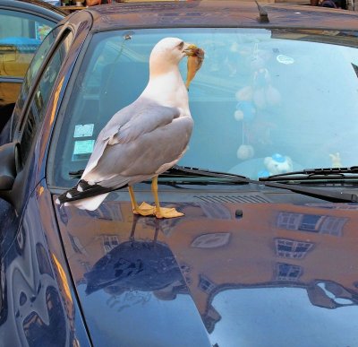 Do you want me to clean your windshield with a little fish juice, Sir?