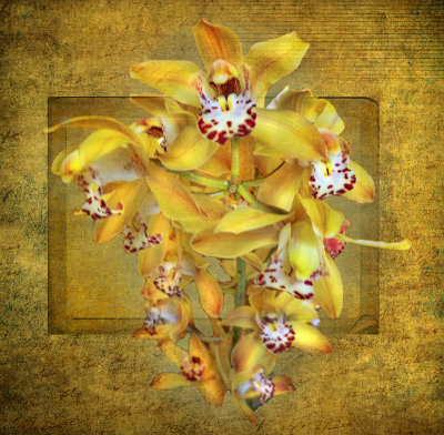 The Sultan's Orchid...