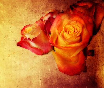 Hot rose...