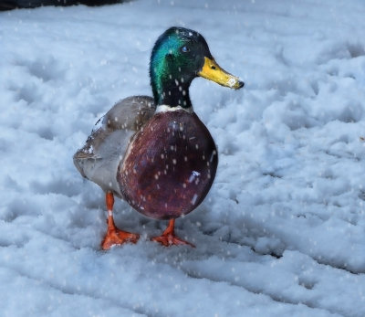 Winter duck...