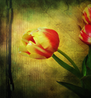 Individualist tulip...