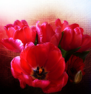 Passionate tulips...