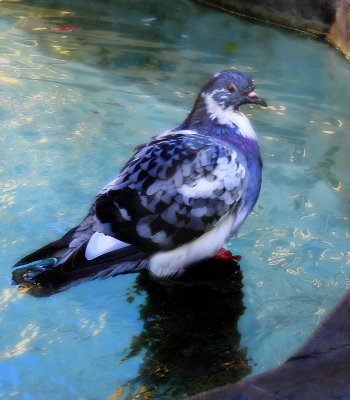 Aquatic pigeon???