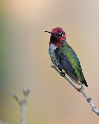 Annas Hummingbird(Calypte annas)male