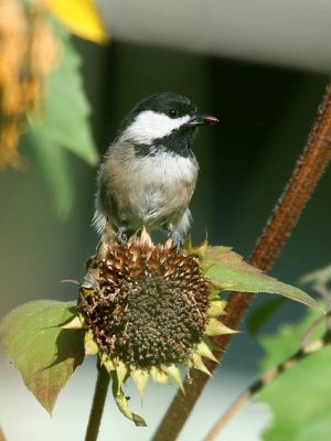 Black Capped Chickadee(Poecile atricapilla)