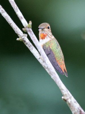 Rufous Hummingbird(Selasphorus rufus)juvenile male