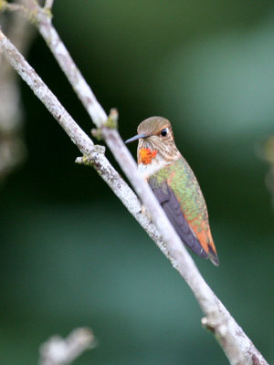 Rufous Hummingbird(Selasphorus rufus)juvenile male