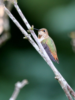 Rufous Hummingbird(Selasphorus rufus) juvenile male