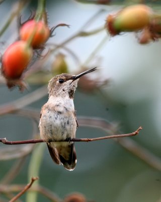 Molting Rufous Hummingbird(Selasphorus rufus)juvenile male