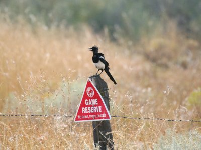 Black-billed Magpie (Pica hudsonia) at the Dessert Wildlife Area