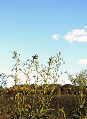 Prairie Giant