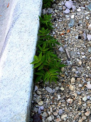 Green among the Rubble