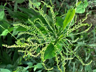 Demon Ragweed