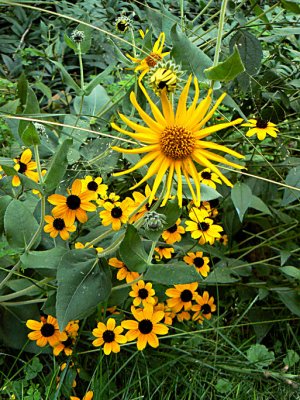 Sunflower Shower