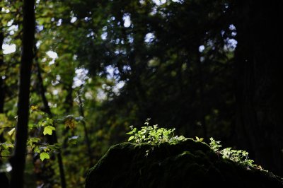 _DSC6226.JPG
