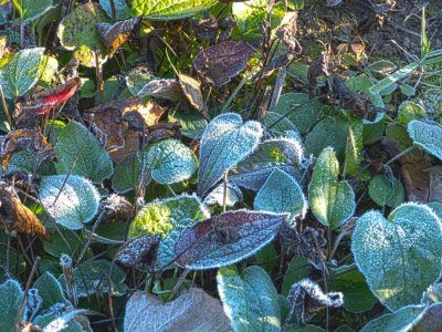 frost_HDR2.jpg