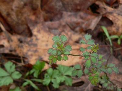 P1020636_3.jpg