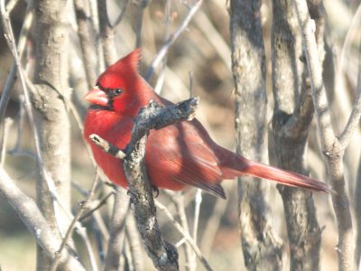 N Cardinal