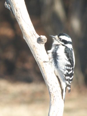 Downy Woodpecker
wind chill -15