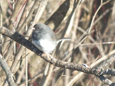 Dark-eyed Junco