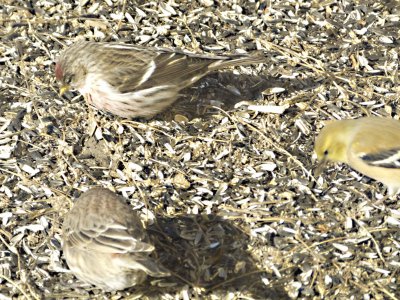 Common Redpoll w Goldfinch [right] and House Finch [lower left]
Kent Park