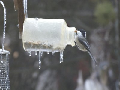 Black-capped Chickadee