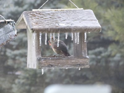 female No Cardinal