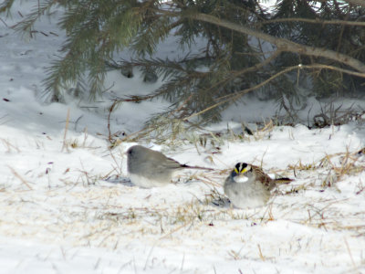 Dark-eyed Junco and
White-throated Sparrow