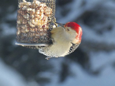 Red-bellied Woodpecker