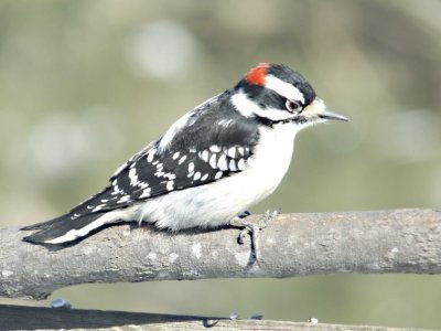 Downy Woodpecker