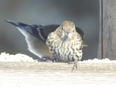 female House Finch