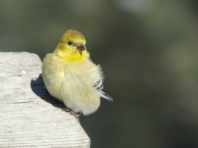 American Goldfinch
starting to color up