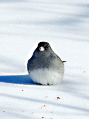 Dark-eyed Junco
on very cold day