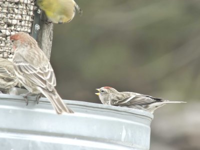 not great, but my first redpoll pix in my yard
