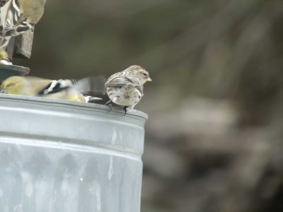 not great, but my first redpoll pix in my yard