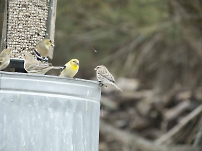 not great, but my first redpoll pix in my yard